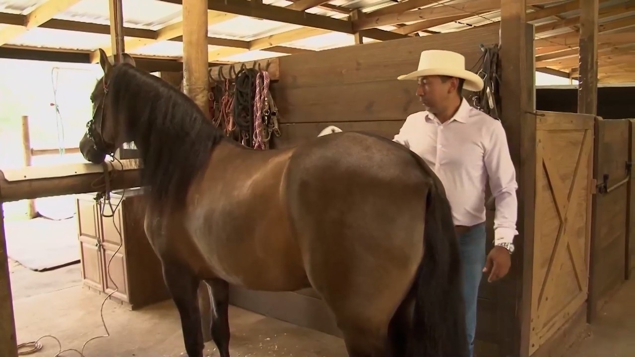 20 FEB   CAP 2   CABALLO CRIOLLO COLOMBIANO PASO FINO GOLDEN RANCH   TEXAS  EEUU