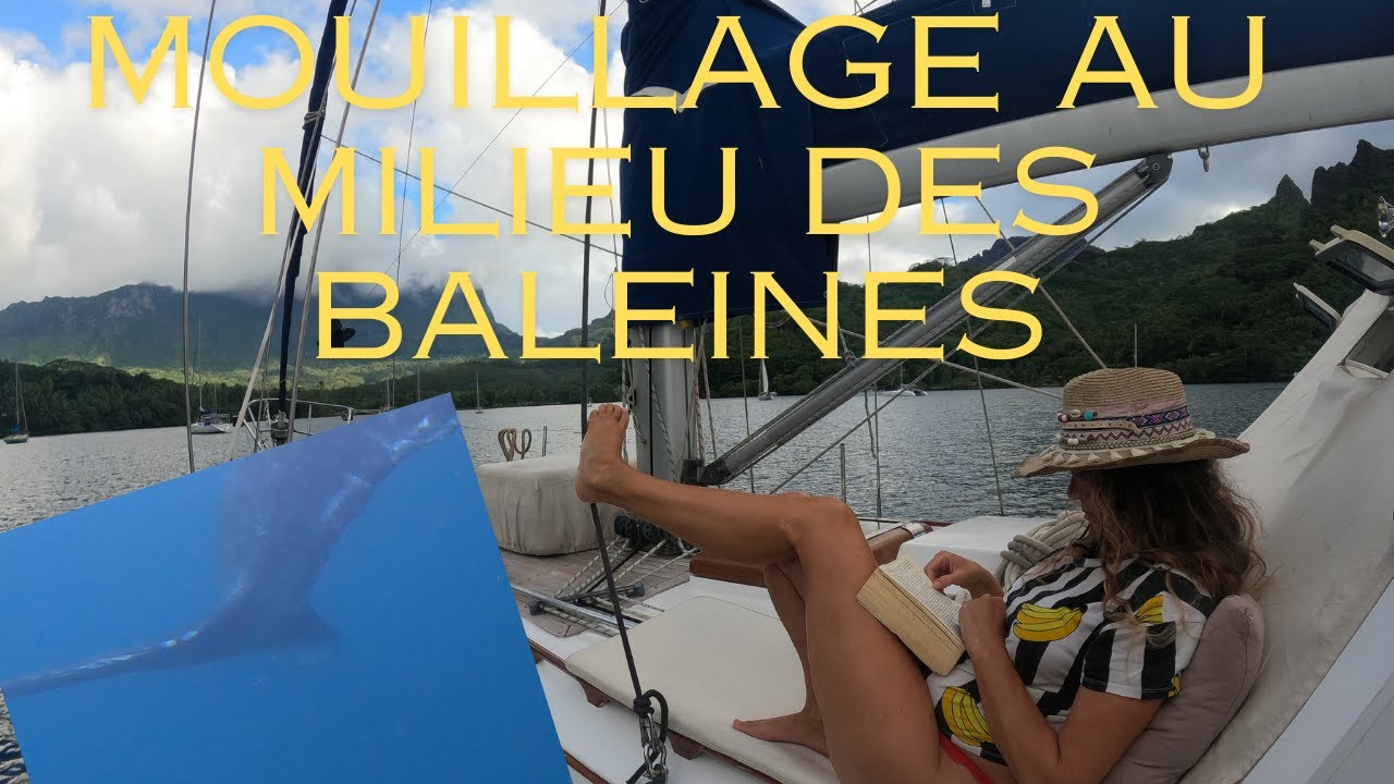 Mouillage Au Milieu Des Baleines Dans La Baie D'oponohu VIDEO TELECHARGEE DANS SON INTEGRALITE