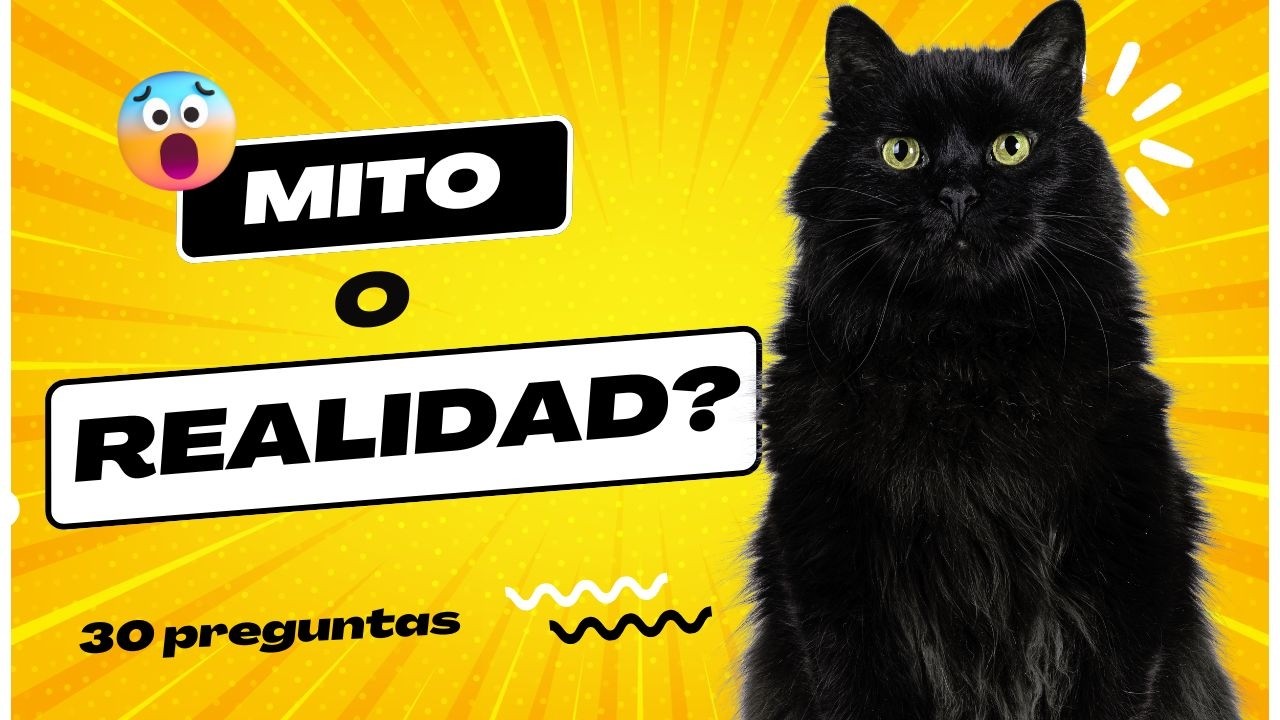 👉 ¿Mito o Realidad? 🤔 ¡Descubre la verdad detrás de las creencias más populares! 🔥