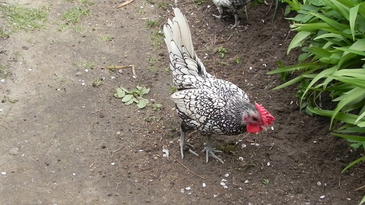 2019. Sebrytki odm. srebrnej żerujące w ogrodzie. Sebrights of silver variery messing in the garden