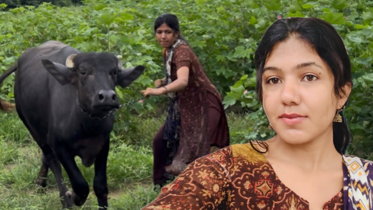 आज छोटी भैंस 🐃 ने कियाबहूत परेशान 😔 उपर से बारिश की खिचखिच || Manvi Singh Vlogs || Vlog 2025 