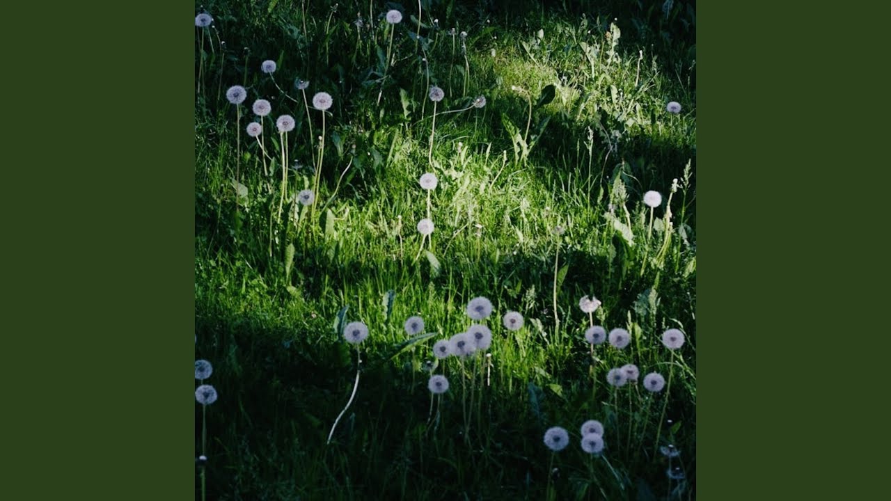 Dandelion