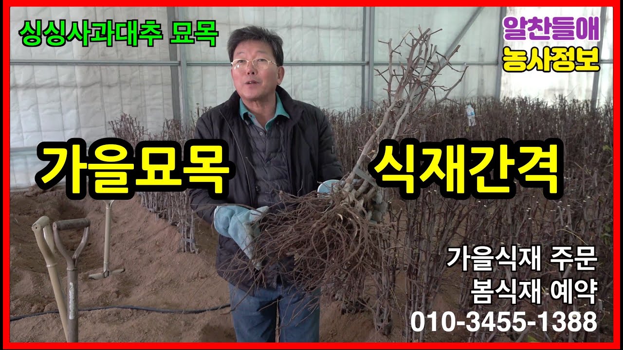 싱싱 사과대추 묘목  판매 식재요령, 식재간격 , 외성재배, 외대재배