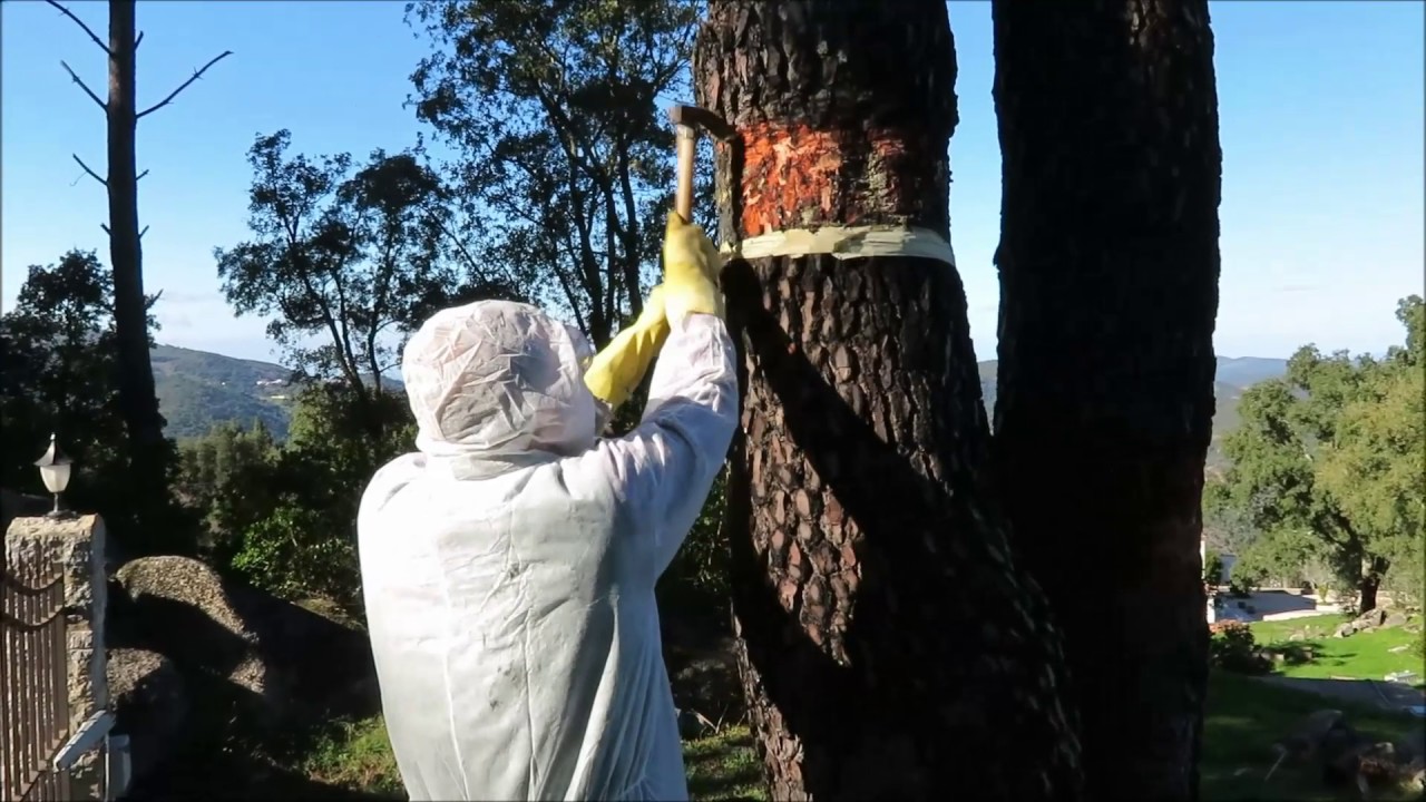 How to put grease on pine trees to catch caterpillars