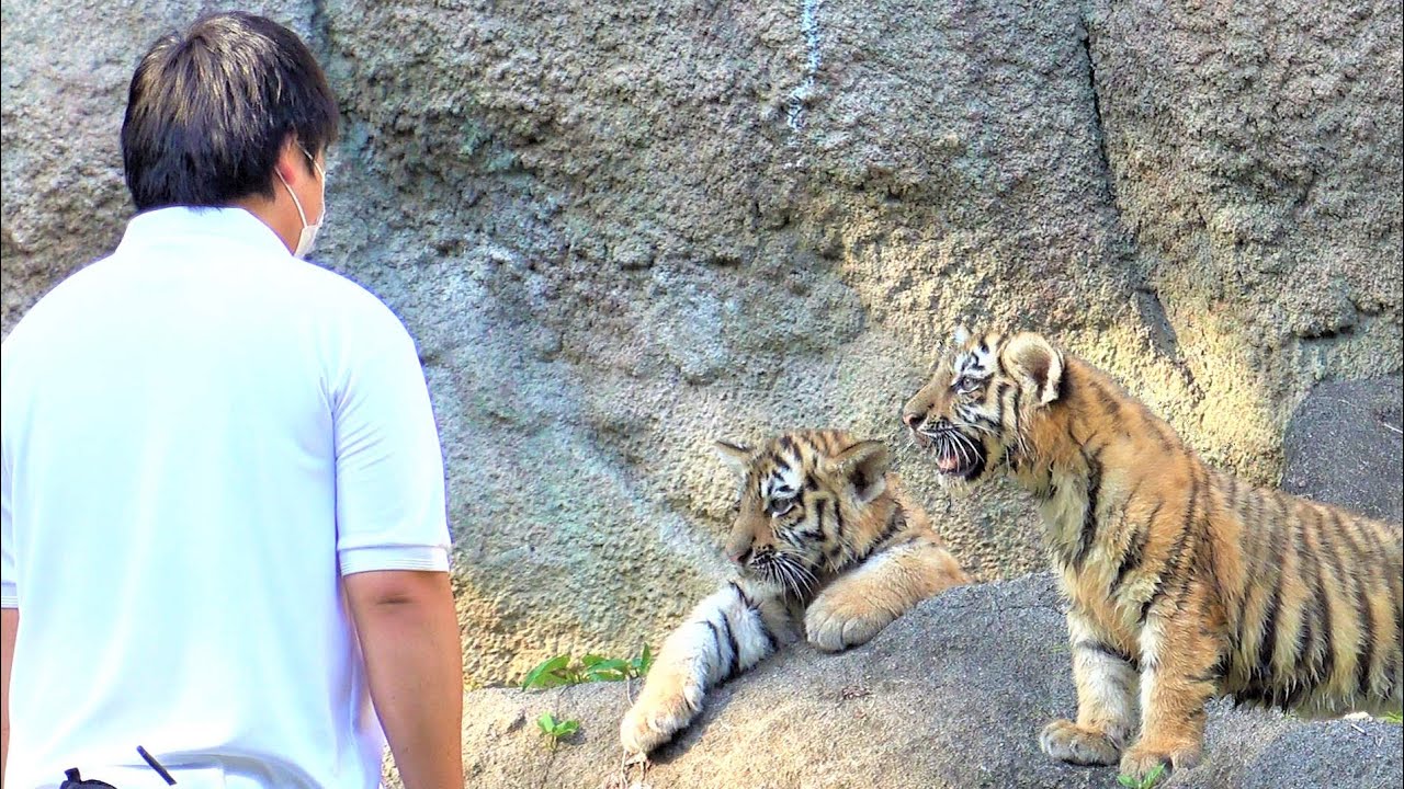 The baby tiger loves its keeper and won't go home.