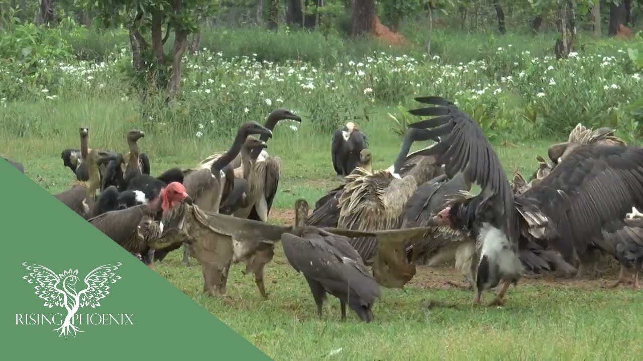 Vultures: Masters of the Sky
