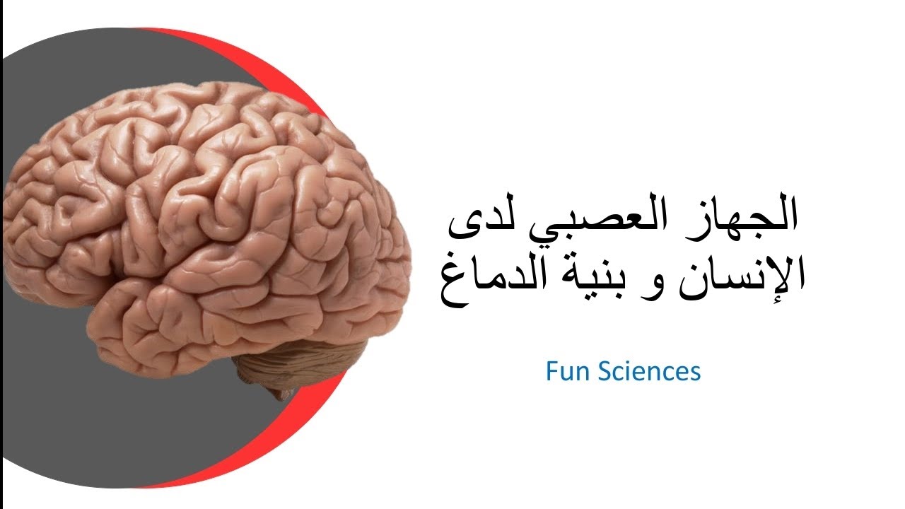 علوم تاسع🧫🧬| شرح درس الجهاز العصبي لدى الإنسان وبنية الدماغ للصف التاسع@funsciences