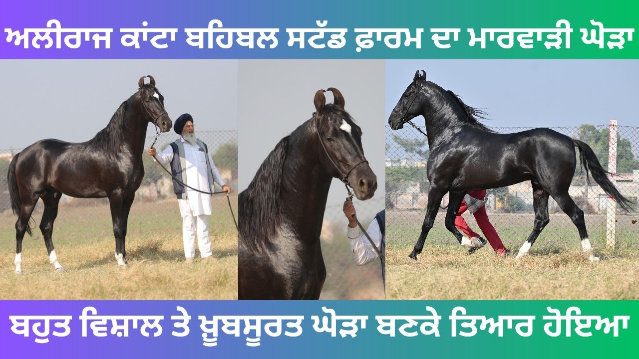 ਬਹਿਬਲ ਸਟੱਡ ਫ਼ਾਰਮ ਆਲਿਆਂ ਨੇ ਤਿਆਰ ਕੀਤਾ ਕਾਂਟੇ ਦਾ ਪੁੱਤ ਅਲੀਰਾਜ ਕਾਂਟਾ,ਬਹੁਤ ਸੋਹਣਾ ਤੇ ਵਿਸ਼ਾਲ ਘੋੜਾ ਬਣਿਆ