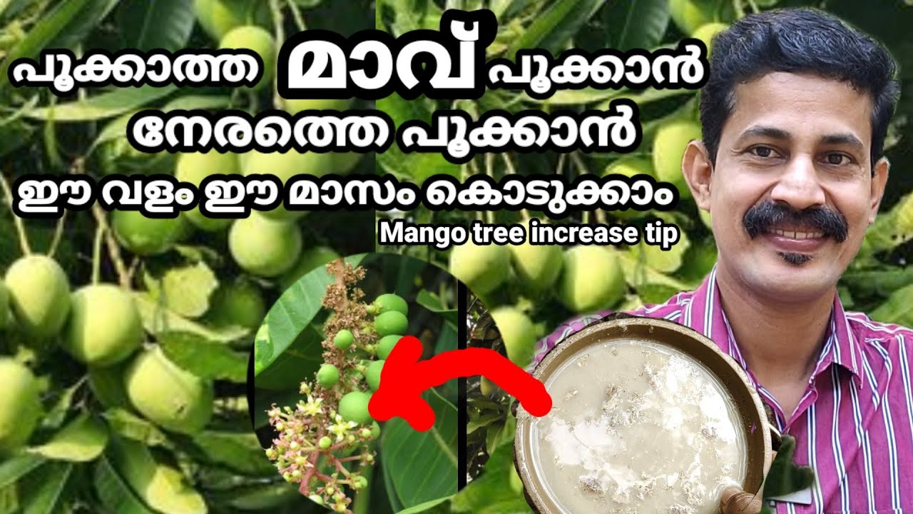 Mango tree flowering tips / പൂക്കാത്ത മാവ് ഇനി നേരത്തെ പൂക്കും  വളം ഈ മാസം  കൊടുക്കൂ Btech mix media
