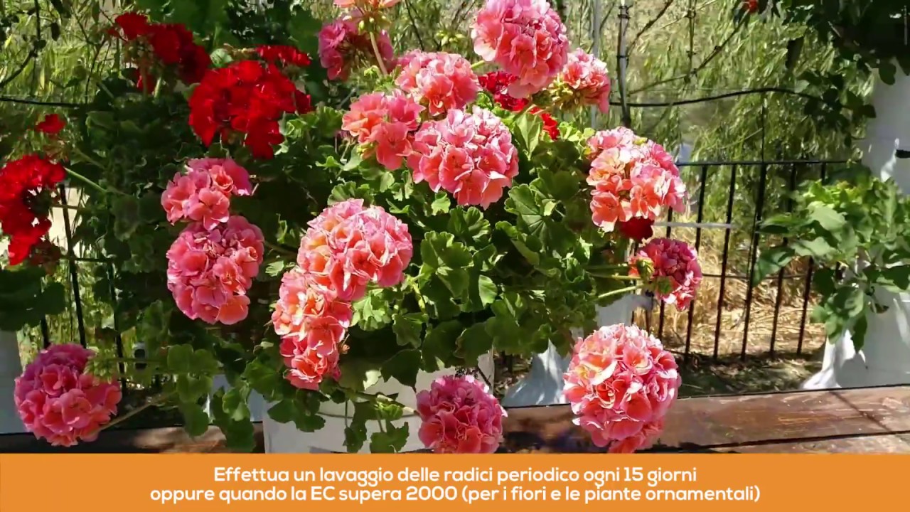 Come effettuare un lavaggio delle radici?
