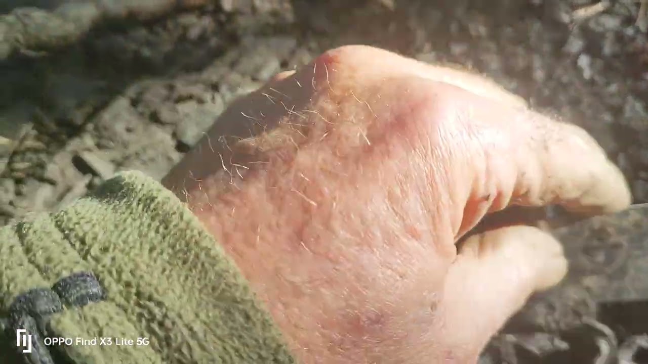 Finding 300 million years old #Fossils