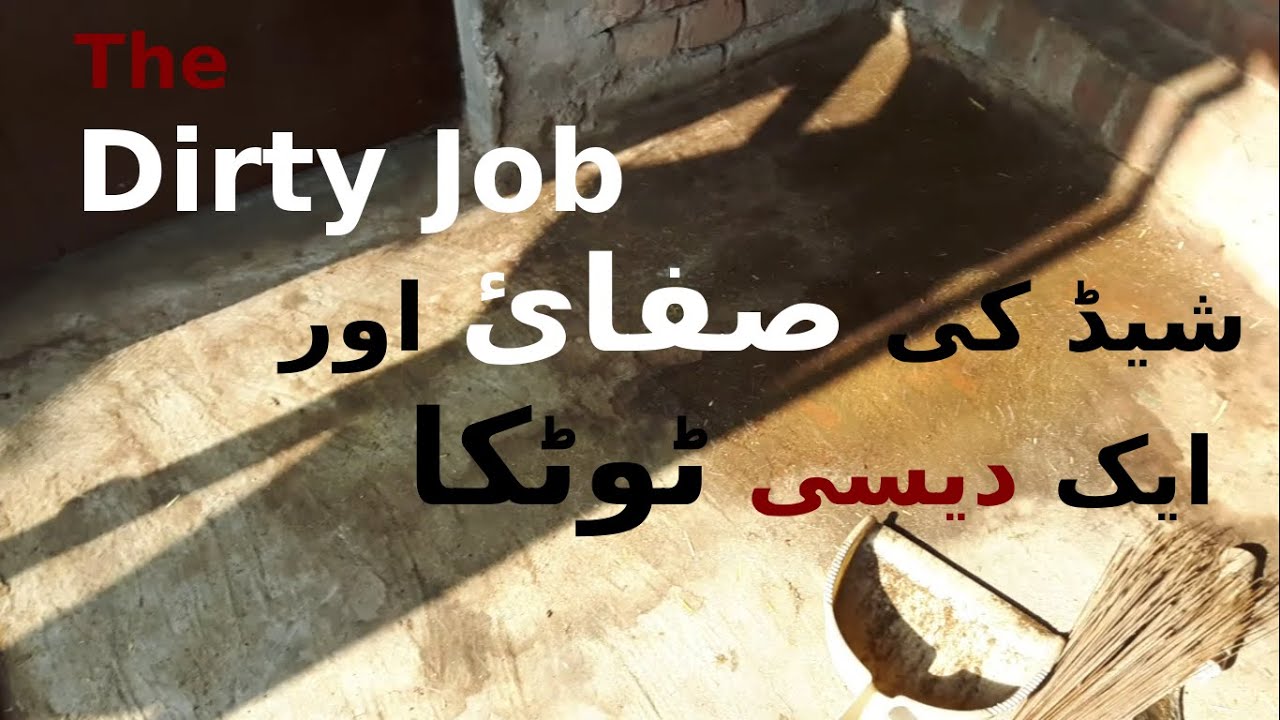 Dirty Job | Shed ki safai aur kharab pait ka desi totka || Rooftop Goat Farming