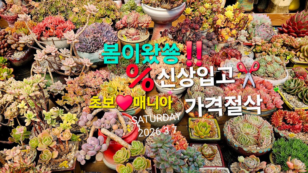 📢봄이왔숑‼️쎄쎄쎄세일♥️신상입고👉화분채워유빨리~#선녀와나무꽃 #다육식물 #다육이 #세일할인 #키우기쉬운 #초보다육 #국민다육 ##봄다육 #라방실방 #에케베리아 #에오니움 #미니