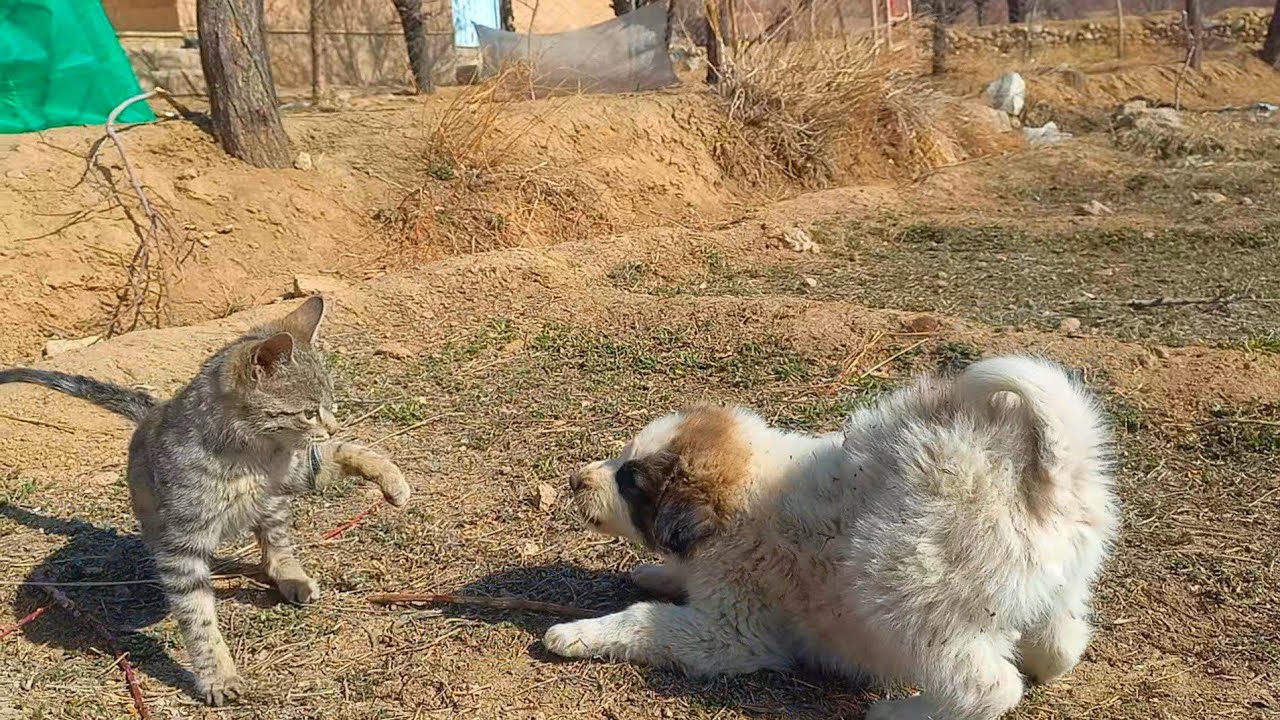 The strange relationship between a puppy and a kitten