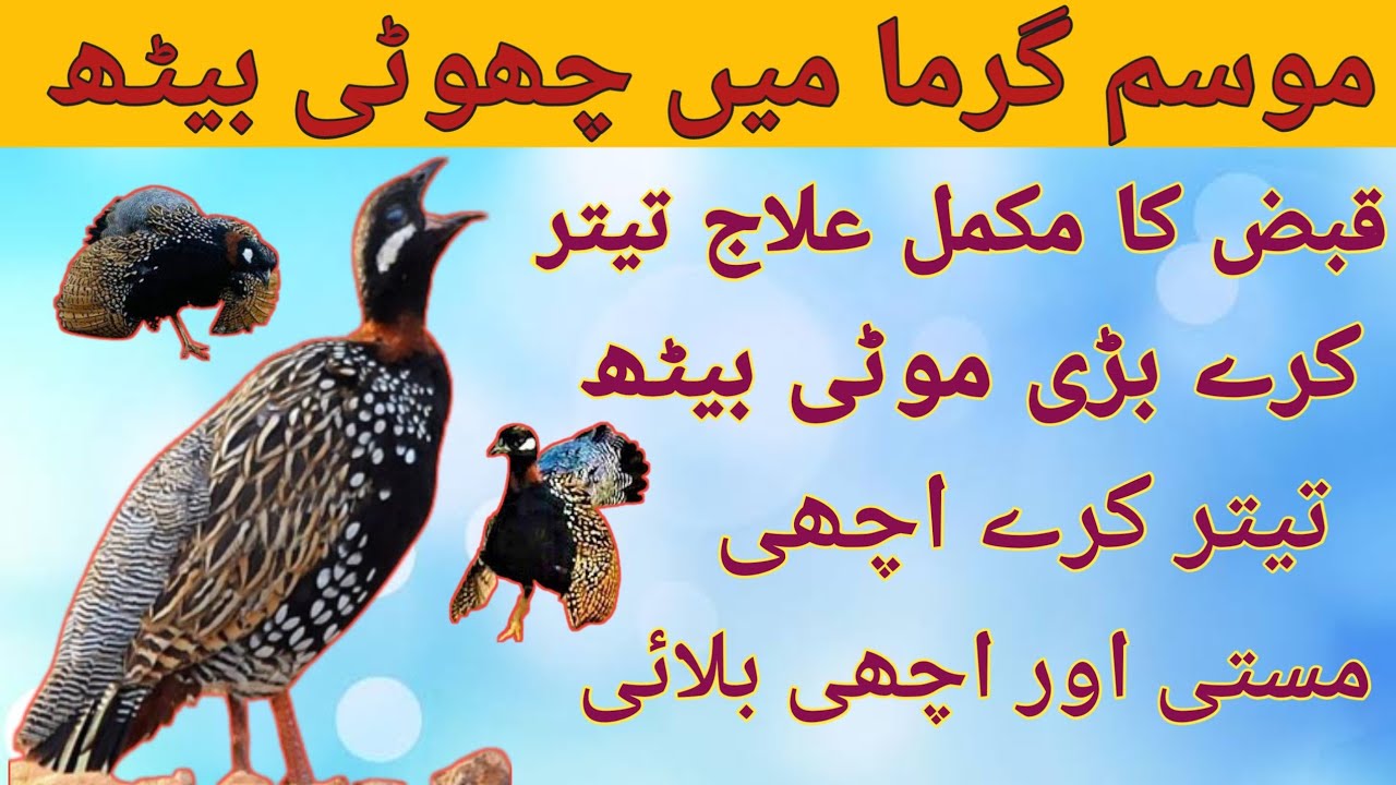 موسم گرما میں چھوٹی بیٹھ قبض کا مکمل علاج تیتر کرے بڑی موٹی بیٹھ