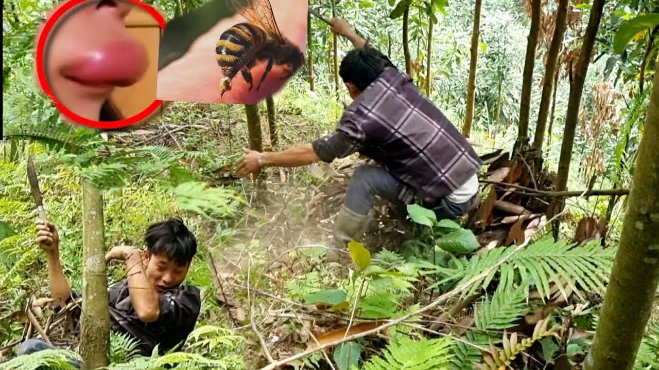 Treliça de bambu para plantas de melancia poupa custos || Lyyennhi