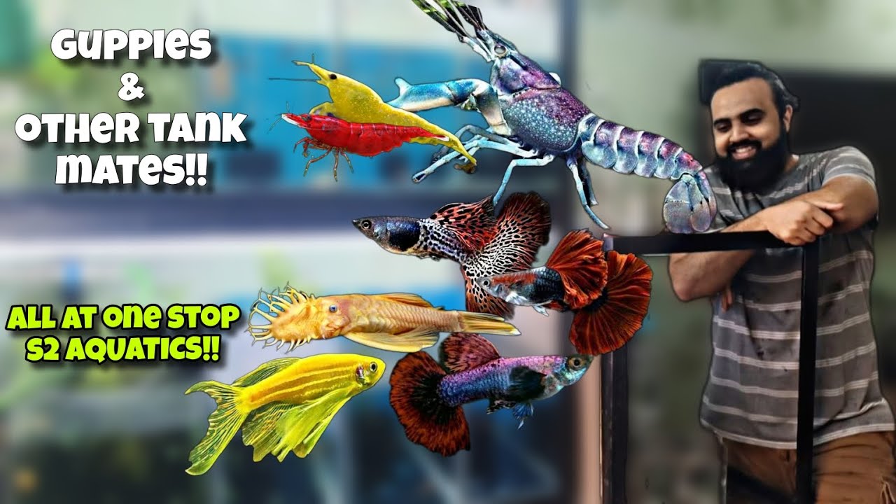 S2 Aquatics with Rare crayfish, Exotic Guppies, bettas & many more