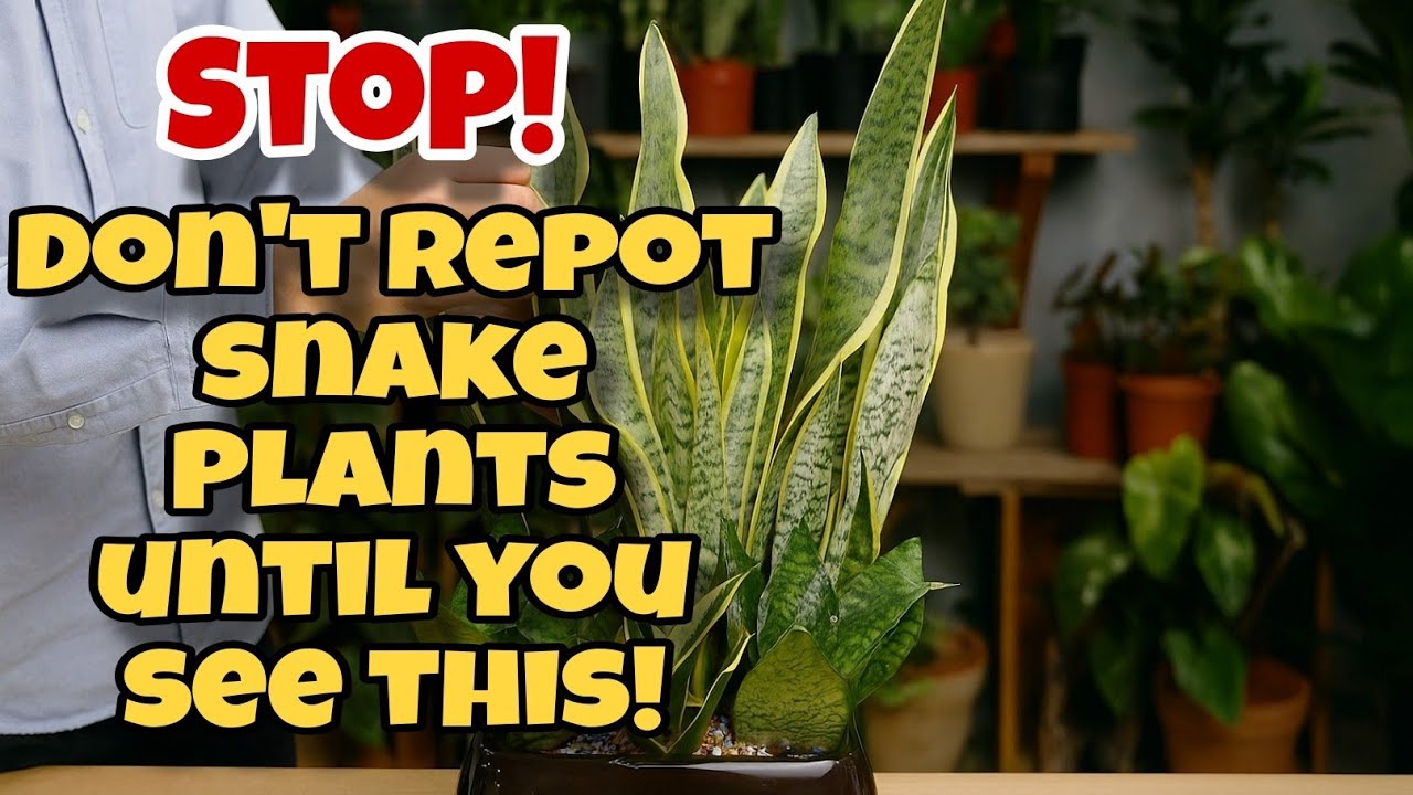 How to Arrange Snake Plants for Stunning Indoor Decor 🌿 (Must Try!)