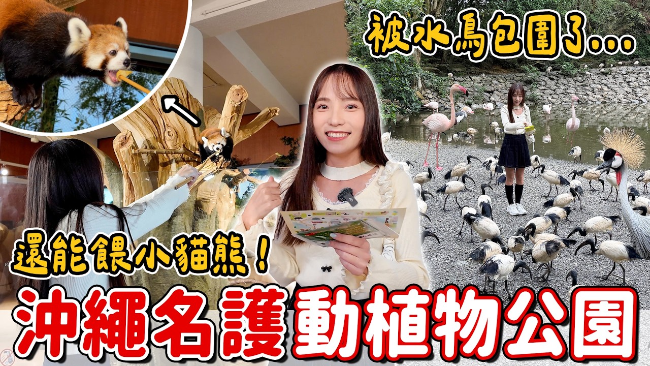 老字號景點！2025年全新開放叢林區，第一次小貓熊餵食體驗，被超大量水鳥包圍，名護自然動植物公園NEO PARK開箱～｜Haven在日本