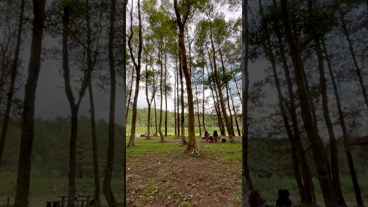 Hutan suwiss songgon #jalanjalan #wekend #keluarga #sungai