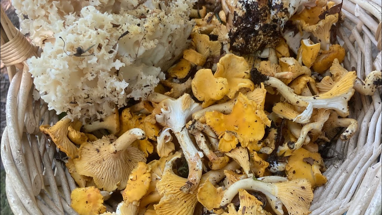 Recette de la tarte au clavaire crépu ,(sparassis crispa)
