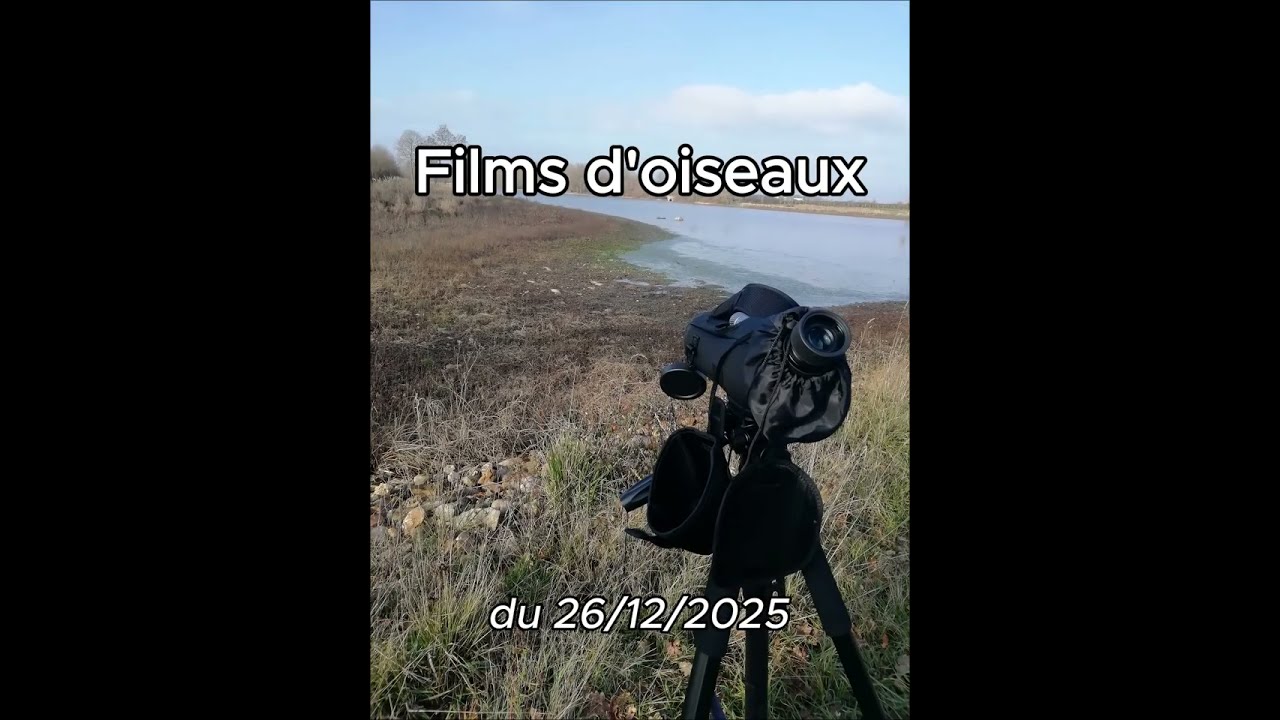 Films d'Oiseaux du 26/12/2025