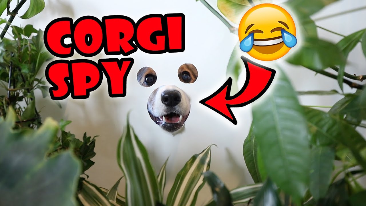Funny Corgi Spies Through Peep Hole || Life After College: Ep. 673