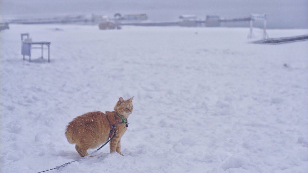 猫雪ドライブ