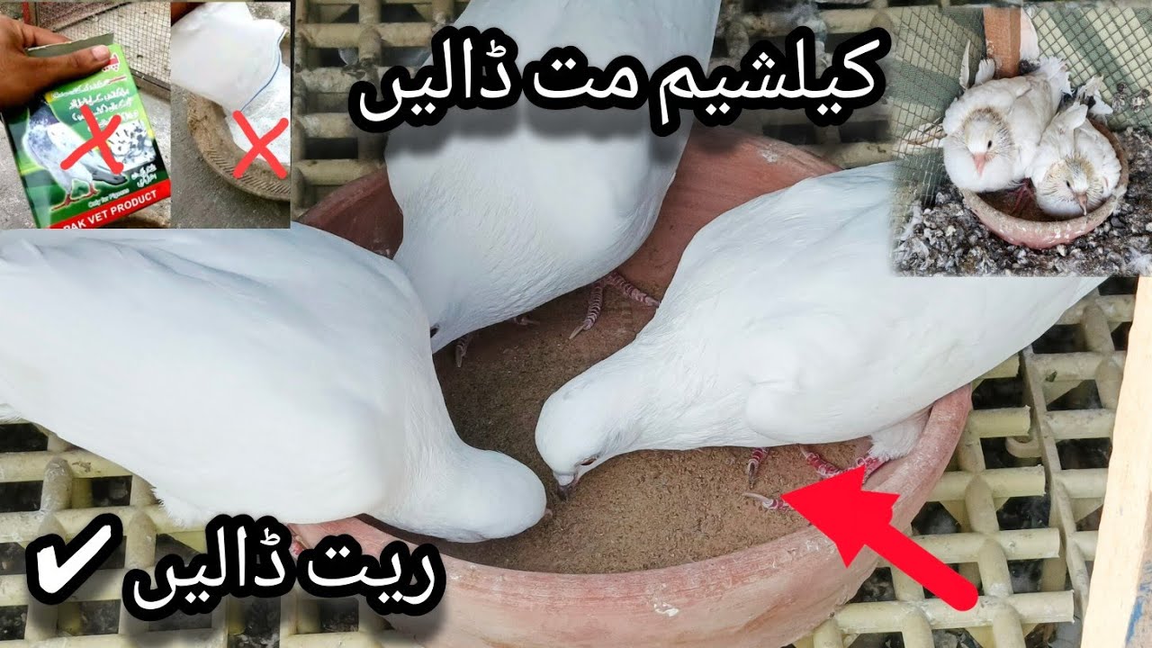 LARKANA LOW FIRE PIGEONS  👈🕊اگلے دن کے لیے کبوتر ریڈی کیسے کریں؟ 