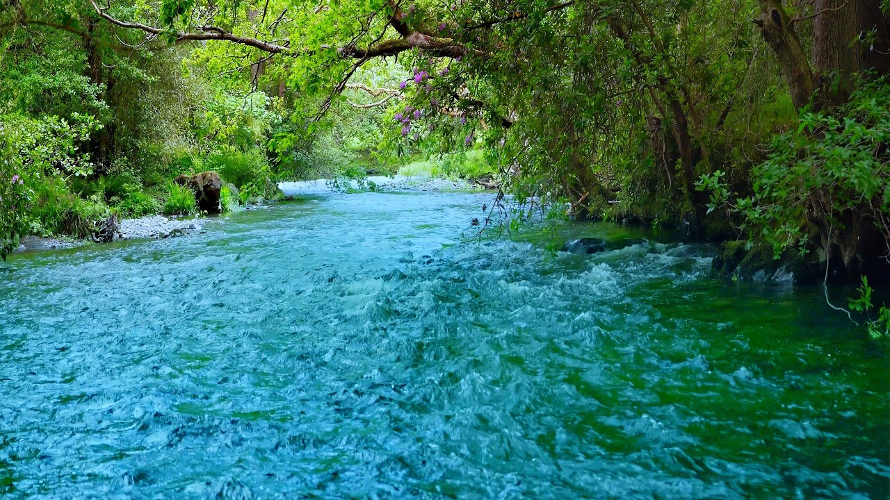 😴 Fall Asleep Fast to a Soft Forest River Stream 💧 No Birds &bull; Relaxing Water Sounds (10 Hours).