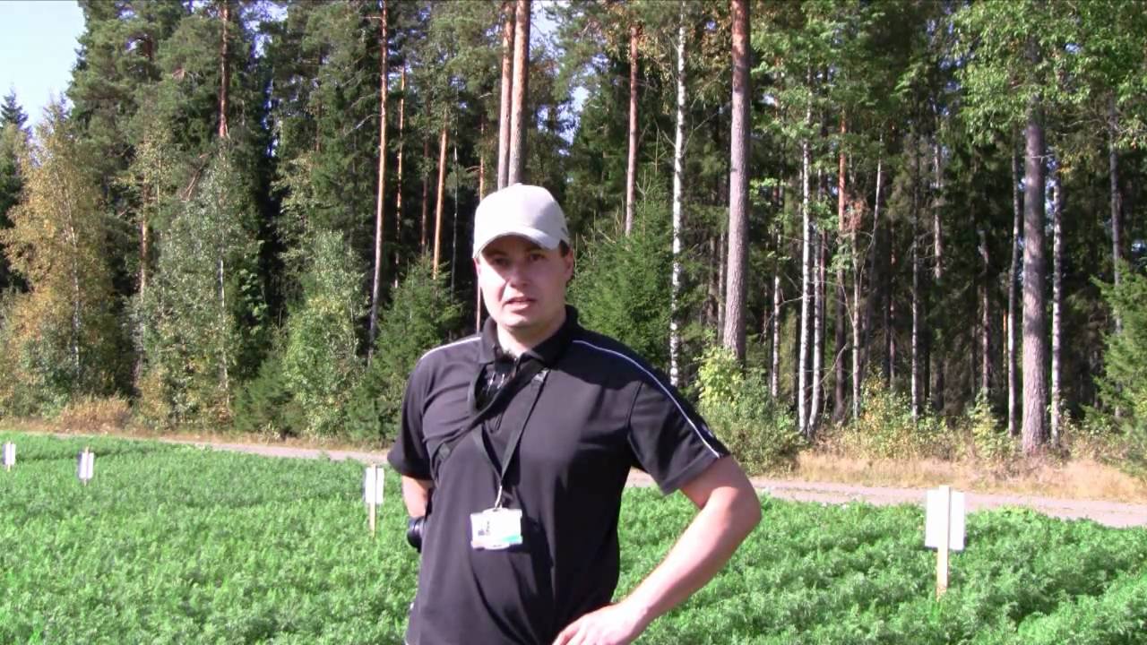 Porkkanan lajiketestit tiloilla