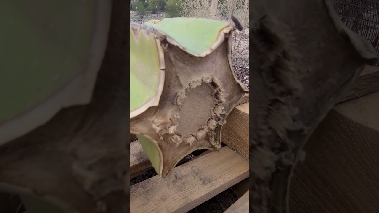 Propagating Colimnar Cactus 🌵 #cactus #propagation #desert #azplants #desertcactus #colimnarcactus