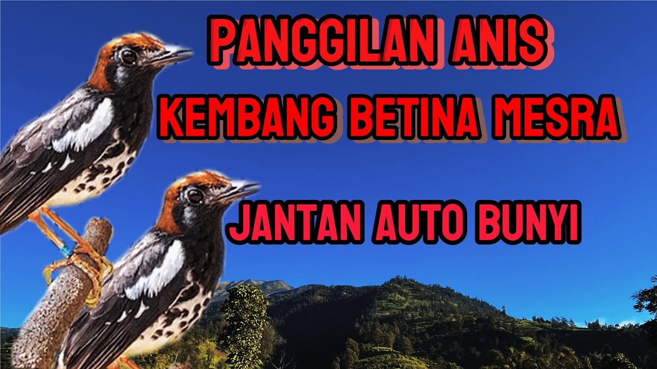 Anis kembang betina memanggil jantan || cas online anis kembang