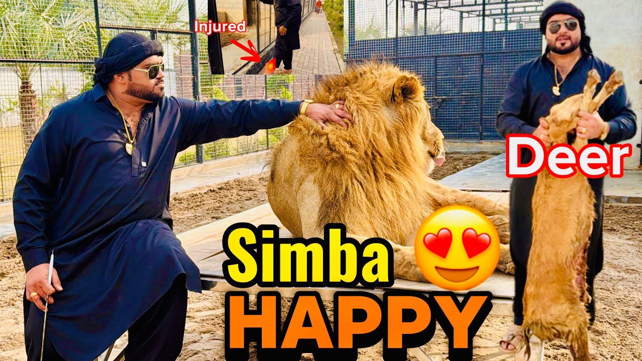 Simba hiran kha kar happy ho gaya 😍leo nay mari tang zakhmi kar di 😰(mian saqib)