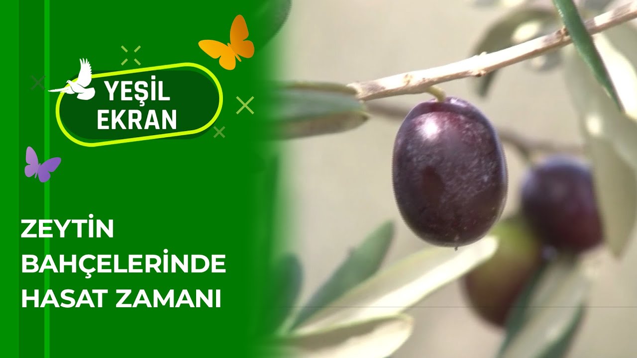 Zeytin Bahçelerinde Hasat Zamanı | 17 Kasım 2025 - Yeşil Ekran