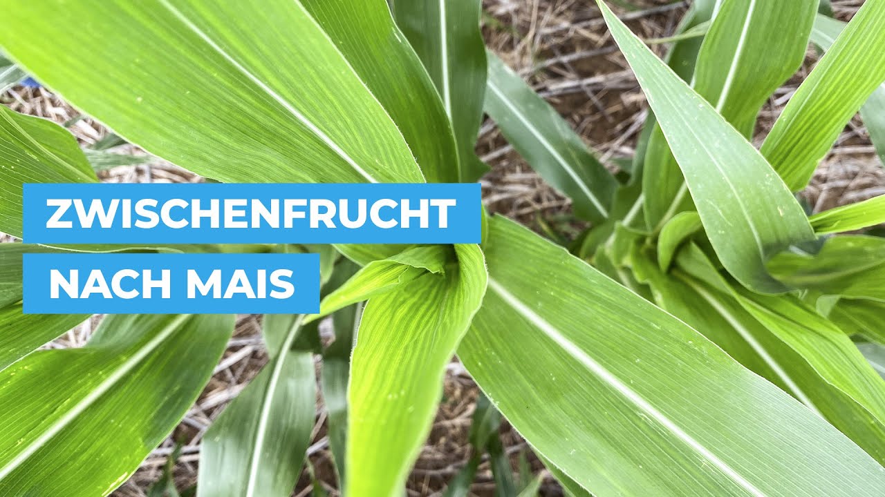 🌽  Zwischenfrucht nach Mais
