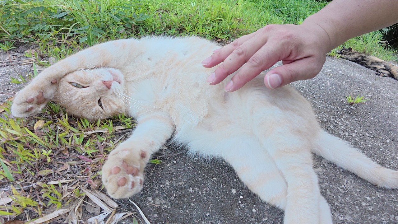 無防備なクリーム猫ちゃんのお腹をモフりまくる！