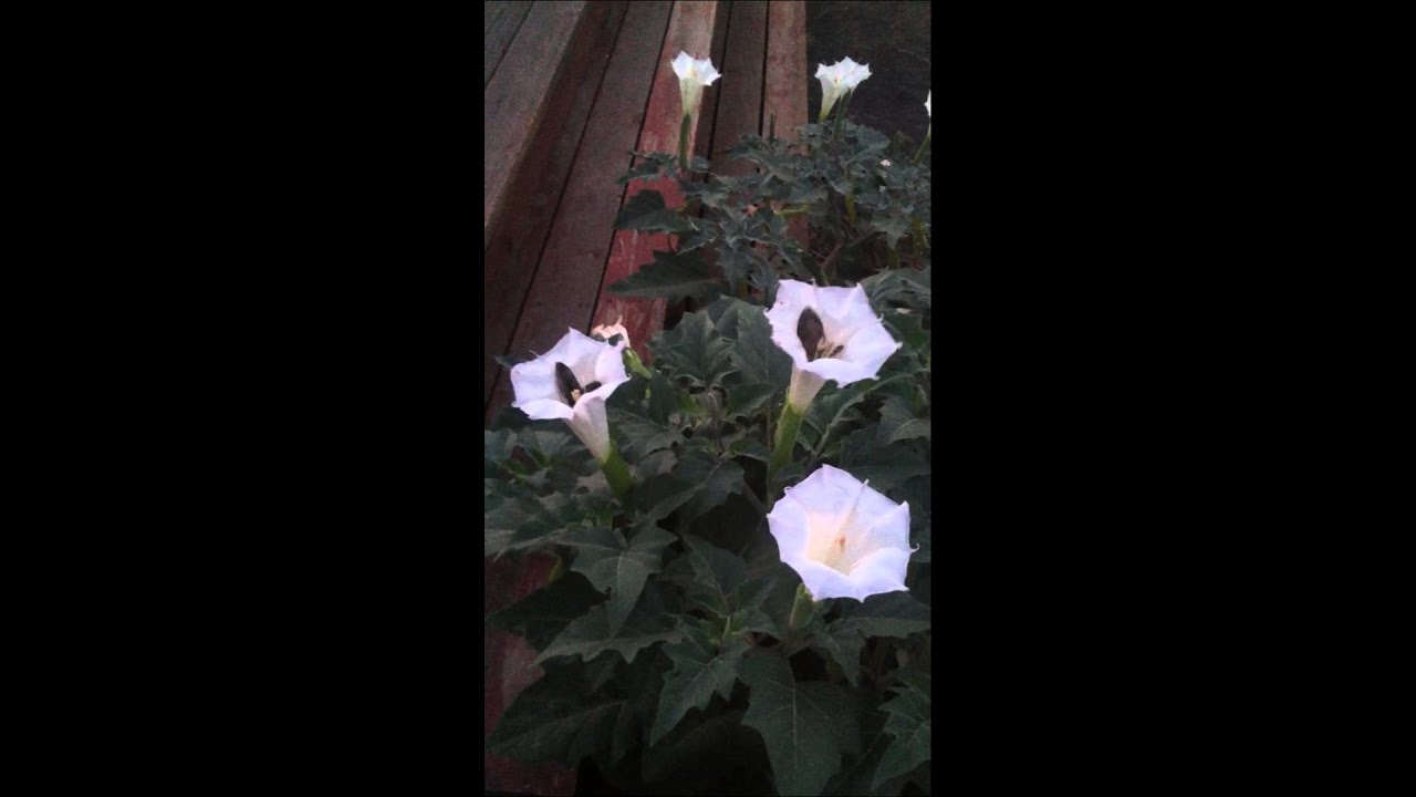 Hawk Moths pollenating Datura flowers at Gateway Ranch