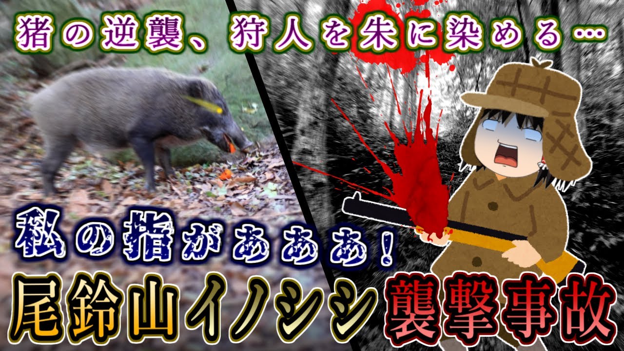 狩人を朱に染めた猪の逆襲…指を食い千切られる大惨事に！2016年尾鈴山猪襲撃事故をゆっくり解説 #120