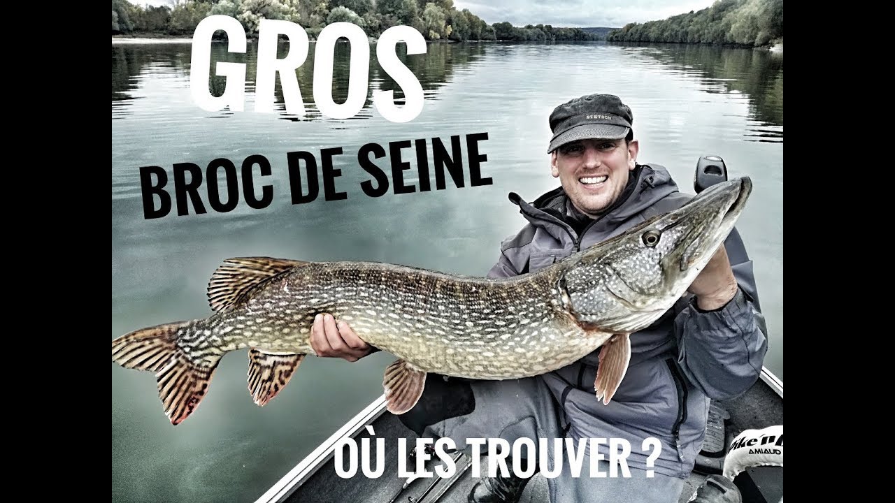 GROS BROC de SEINE où les trouver