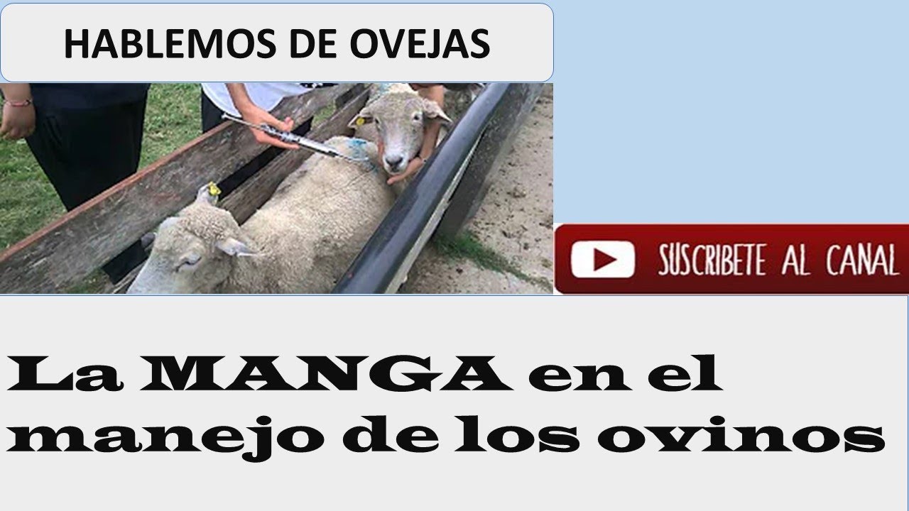 LA MANGA DE MANEJO (The Handling Sleeve)