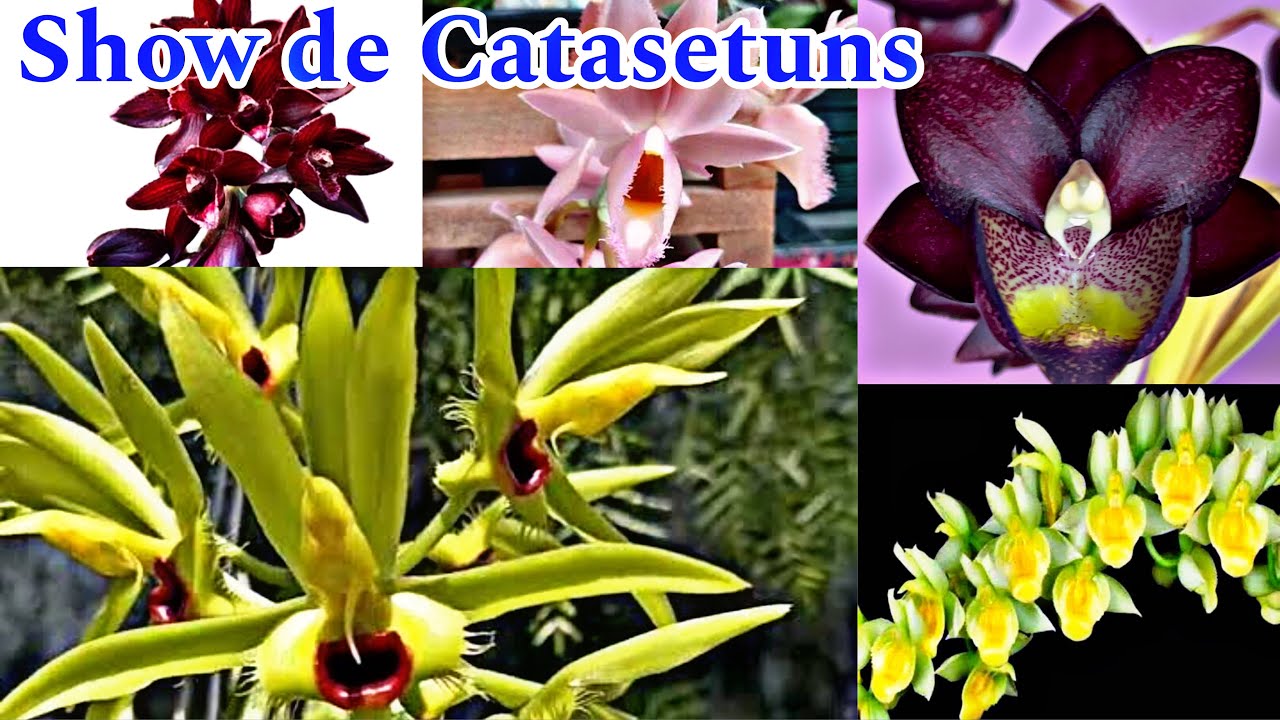 Promoção de Orquídeas Catasetum!