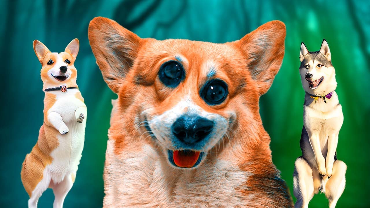 МЫ НАЕЛИСЬ БЕШЕНЫХ КОЗЮЛЕК!! (Корги Кекс) Говорящая собака