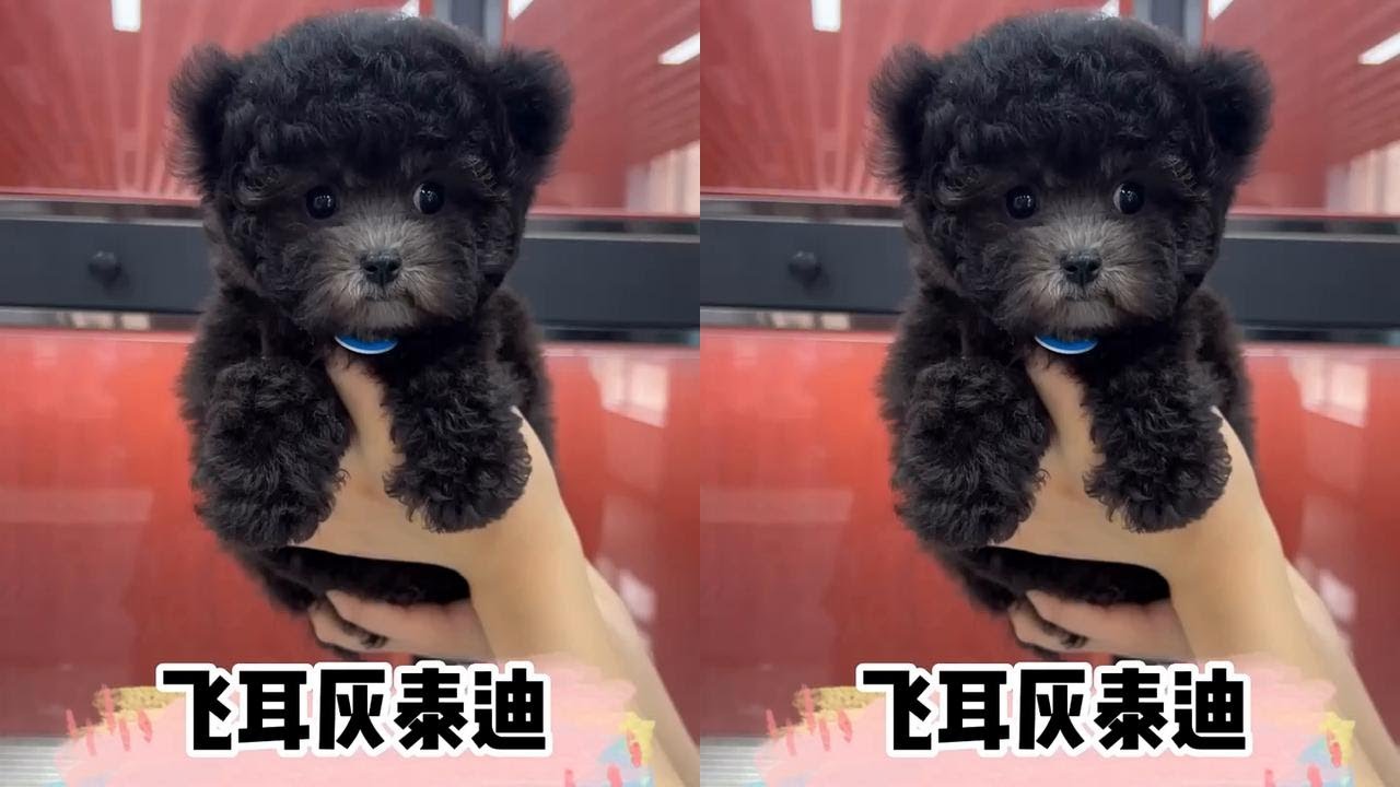 这只小灰有点胆小！不过挺好看的～