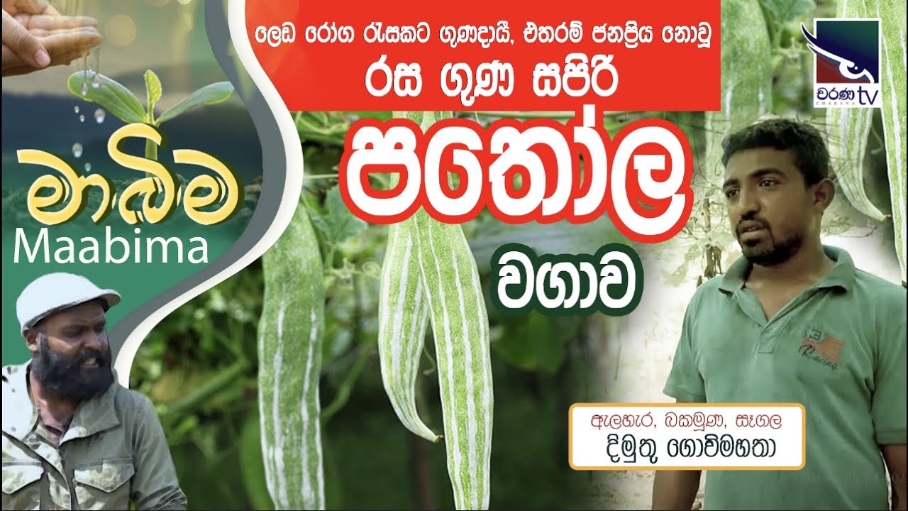 Snake gourd (පතෝල) Cultivation