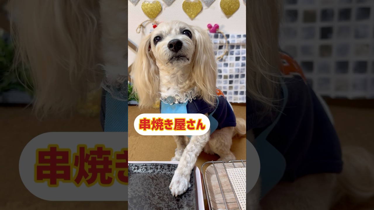 【喋る犬】ちょこっとNo.40 『たべるぅ〜』って言ってまーす 