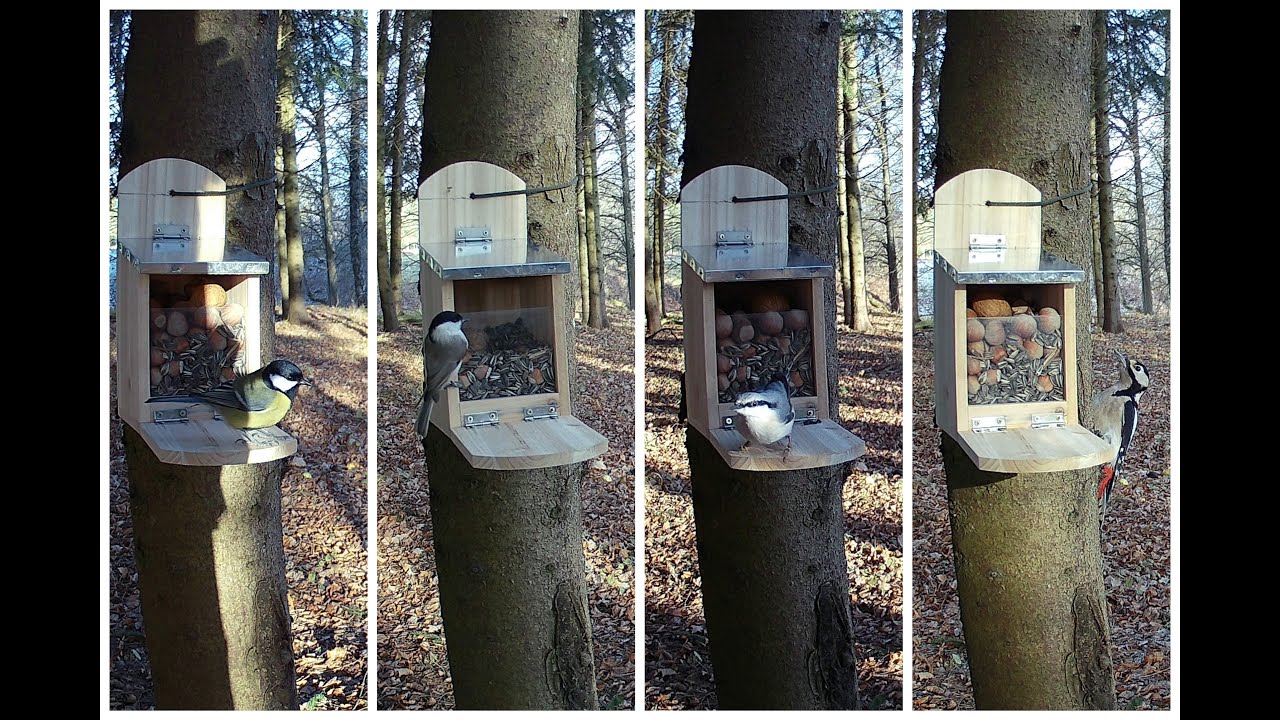 Video for cats, or how birds found squirrel feeder first and ate most seeds