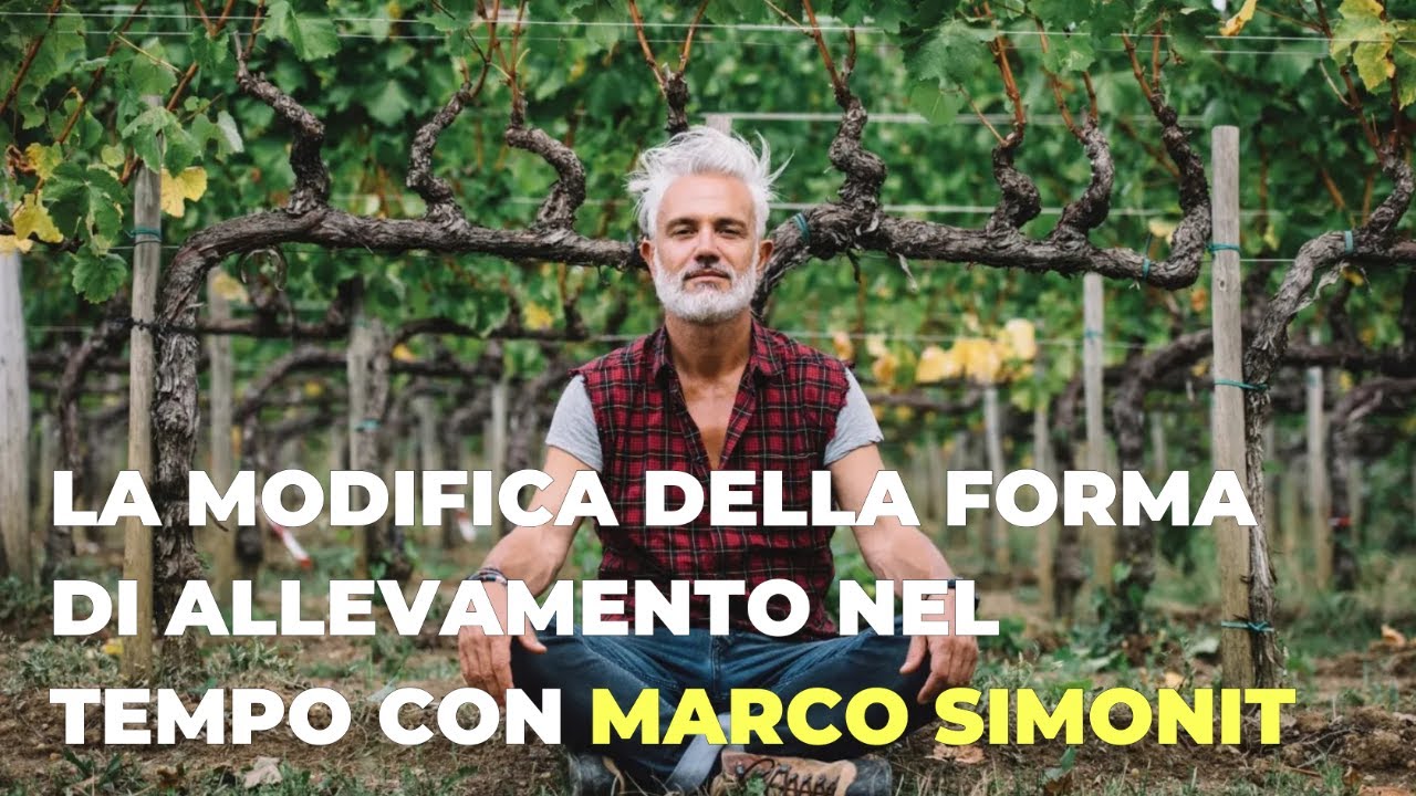 La modifica della forma di allevamento nel tempo con Marco Simonit