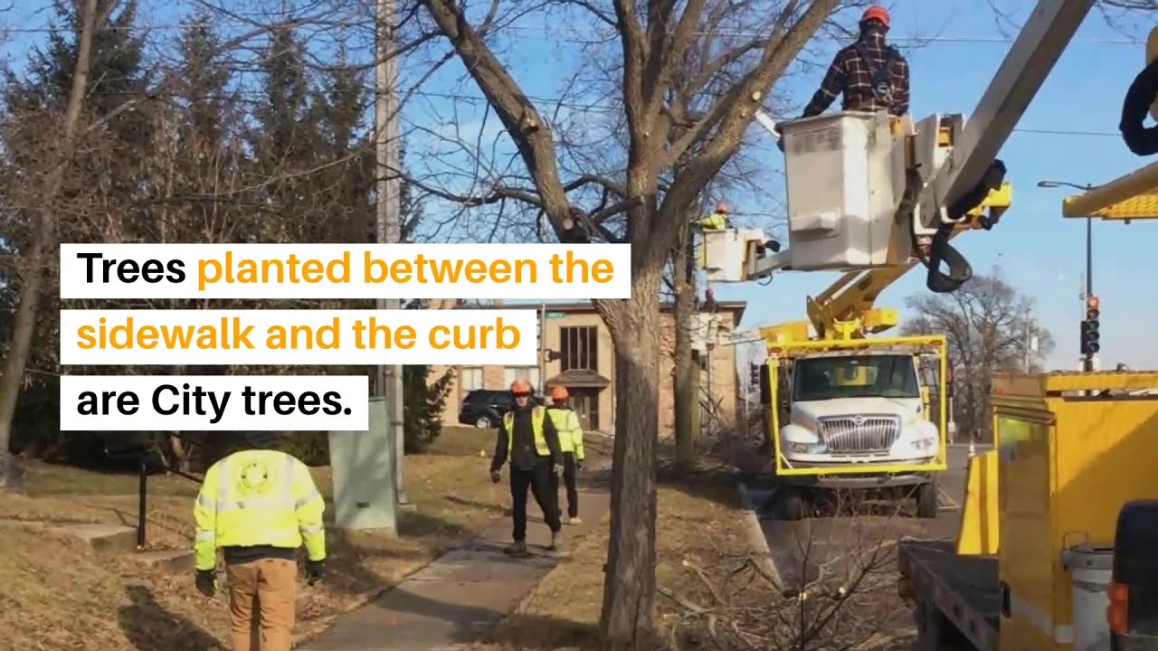 Tree Pruning Operations