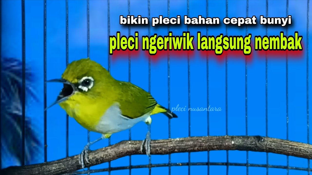 Suara Burung Pleci Gacor | Pleci Ngeriwik Langsung Nembak Bikin Pleci Bahan Cepat Bunyi